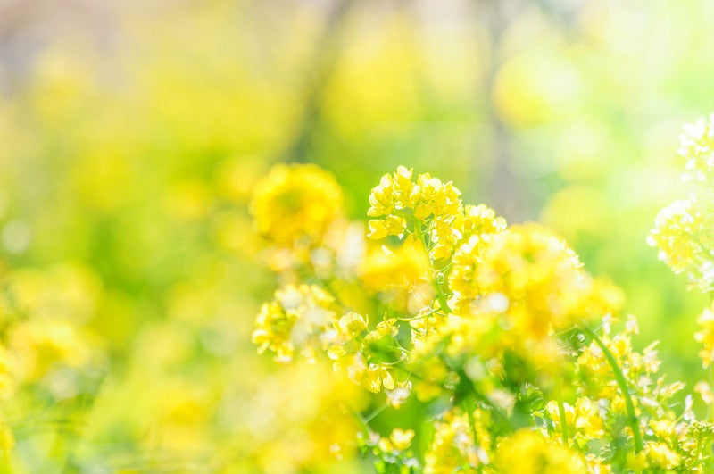 菜の花満開の写真