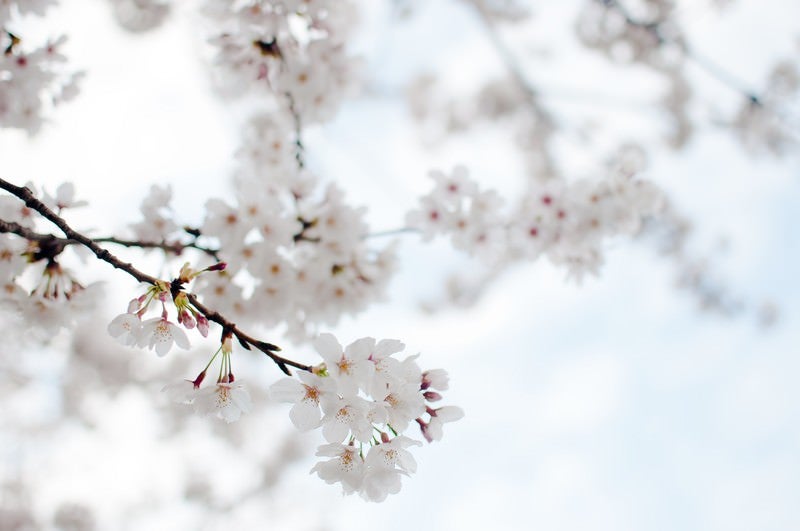 たおやかにゆれる桜の写真