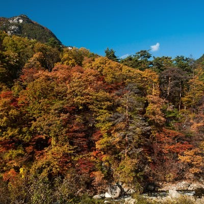 秋の山の写真