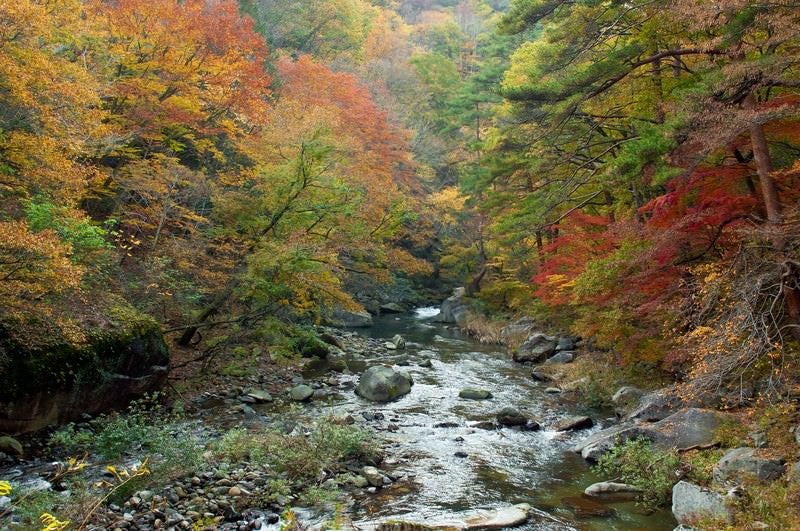 黄葉と渓流の写真