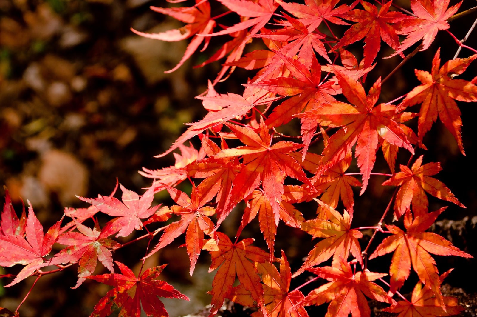 「照る山紅葉」の写真