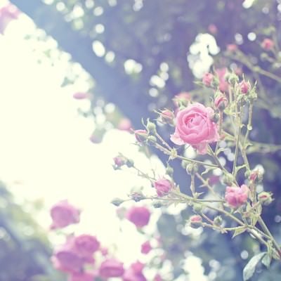 雨上がりの静かな朝（バラ）の写真