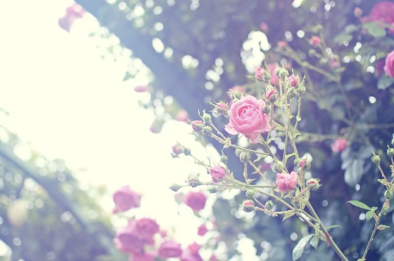 雨上がりの静かな朝（バラ）の写真