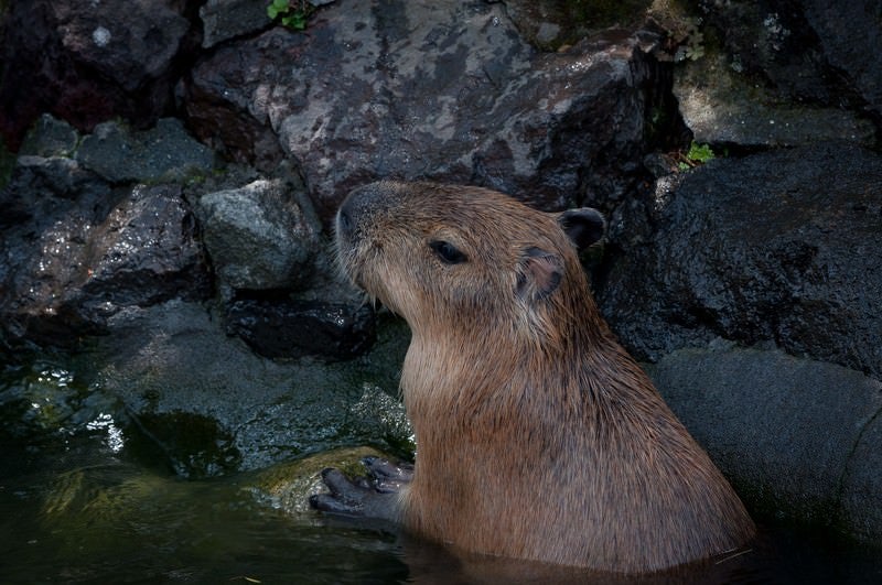 のんびり浸かるカピバラの写真