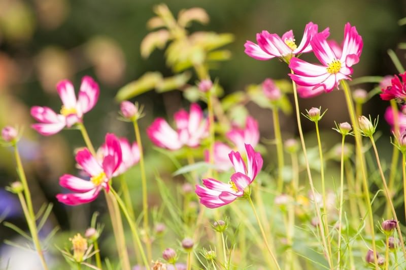 コスモスの花の写真