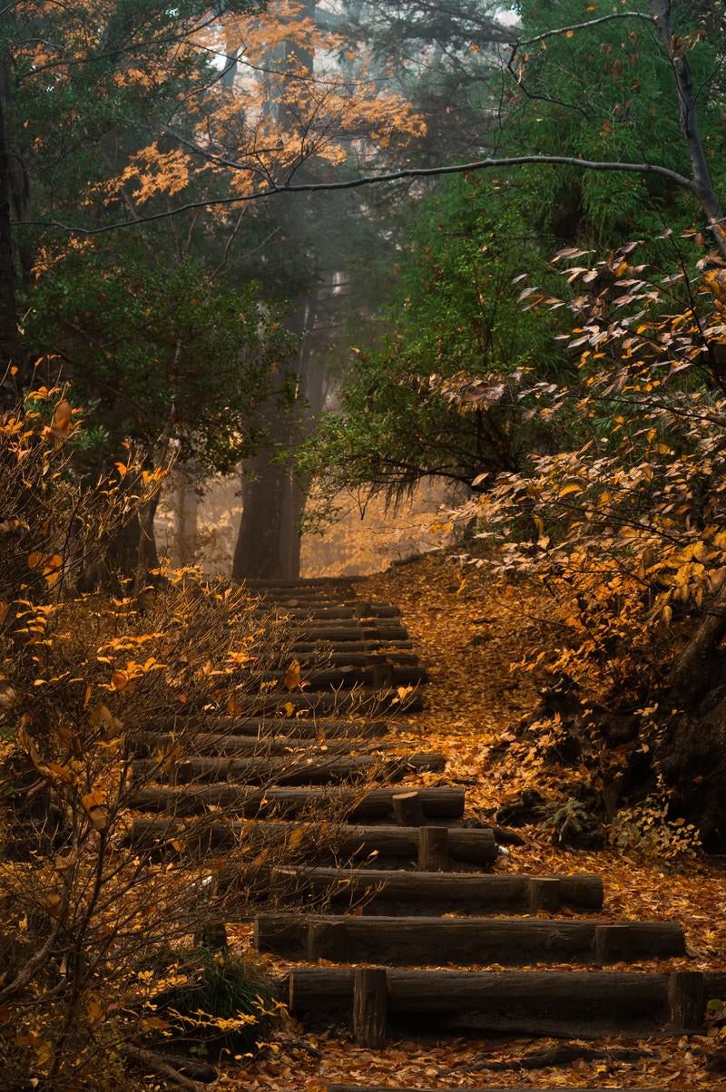 紅葉がキレイな山段の写真