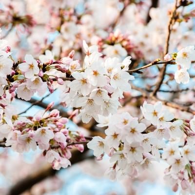 花ひらく（桜）の写真