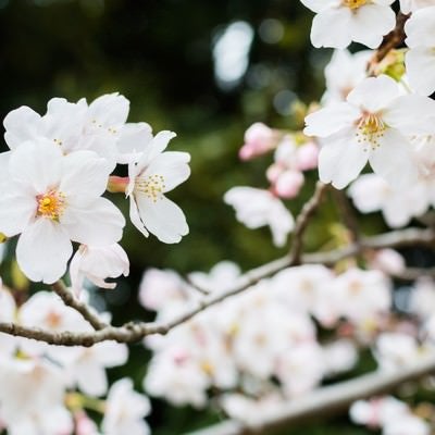 日陰に咲く桜の写真