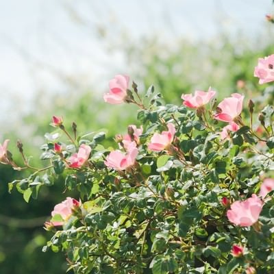 空に向かって咲くピンクのバラの写真