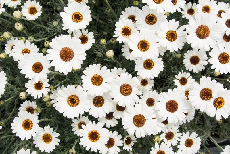 アフリカンアイズの花の写真