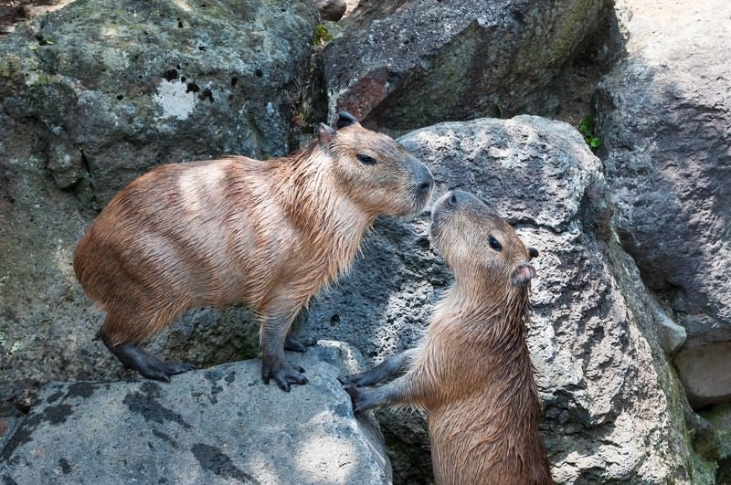 向かい合うカピバラの写真