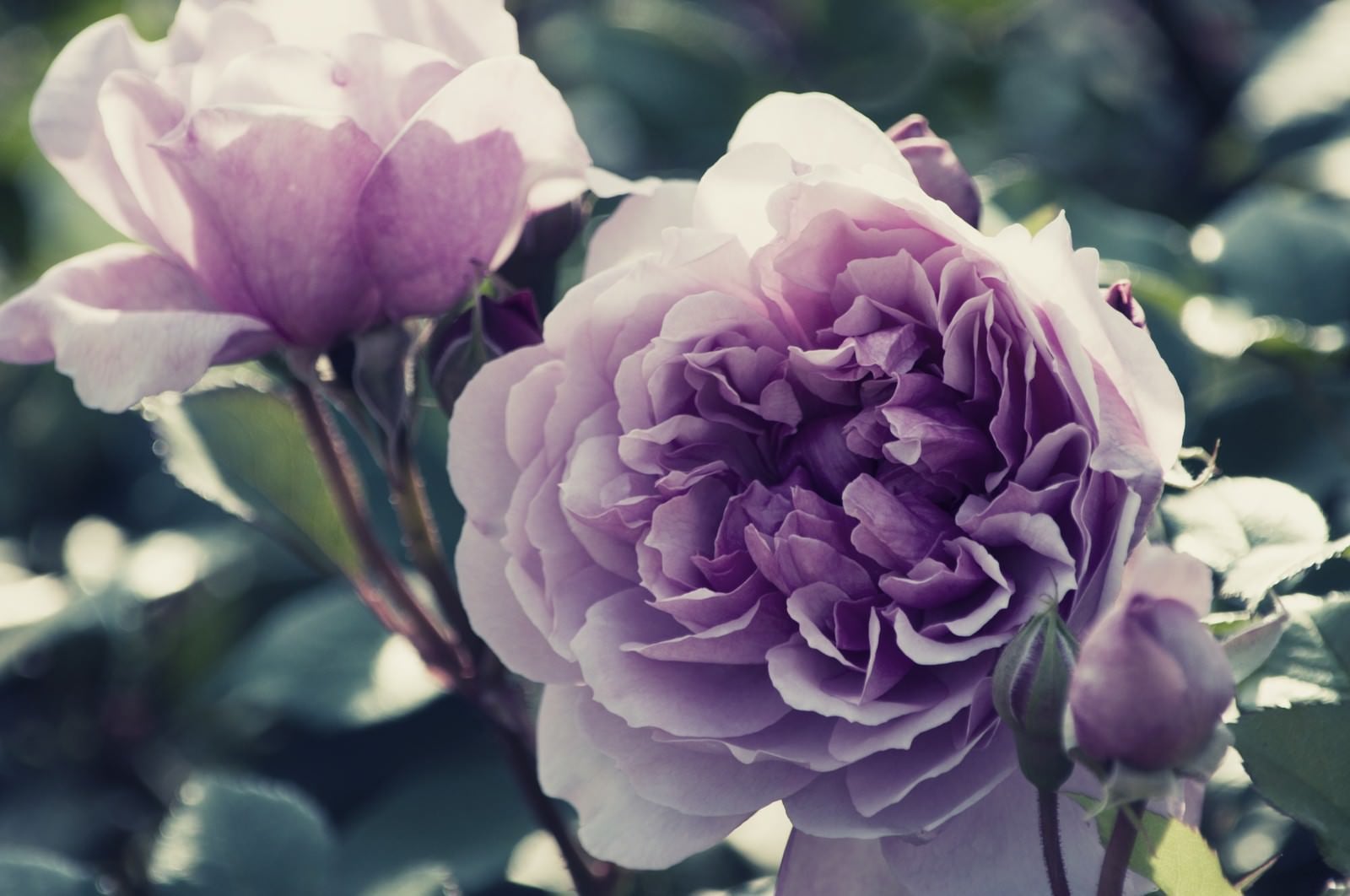 「しめやかな風に香る薔薇」の写真