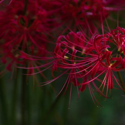 曼珠沙華の季節の写真