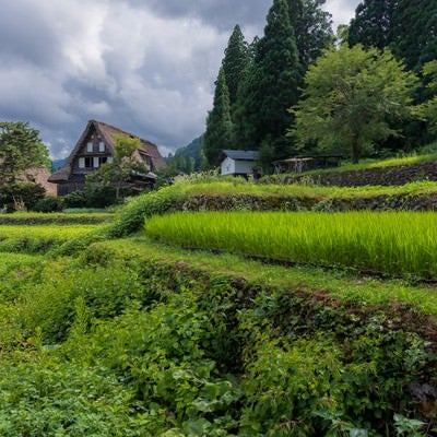 段の田畑の奥に見える五箇山合掌造り集落の写真