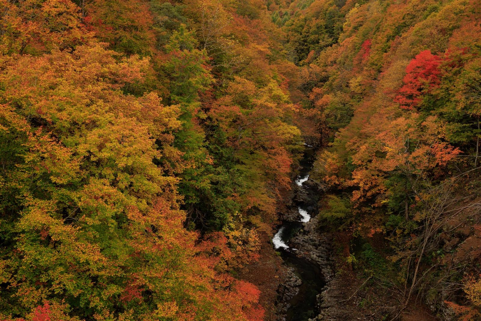 「上空からの中津川渓谷の紅葉パノラマ」の写真