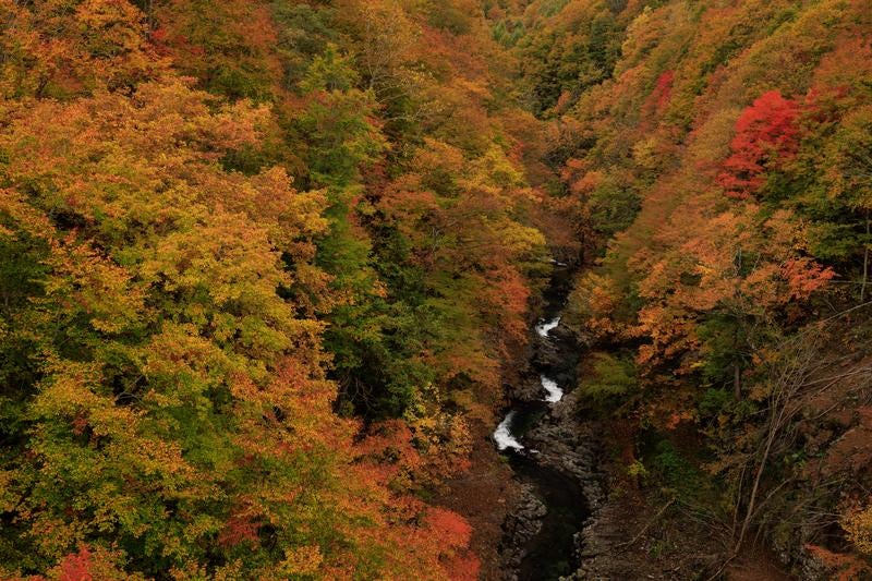 上空からの中津川渓谷の紅葉パノラマの写真