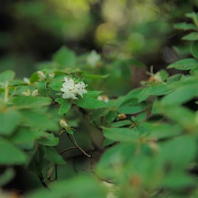 磐梯山で出会うコメツツジの写真