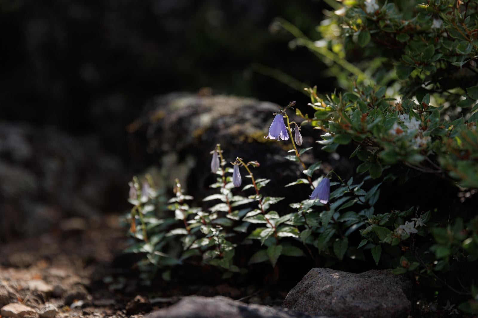 「ミヤマシャジンが彩る磐梯山の登山道」の写真