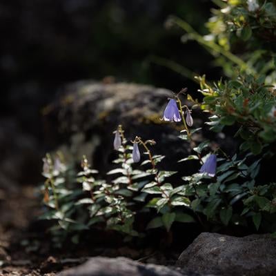 ミヤマシャジンが彩る磐梯山の登山道の写真