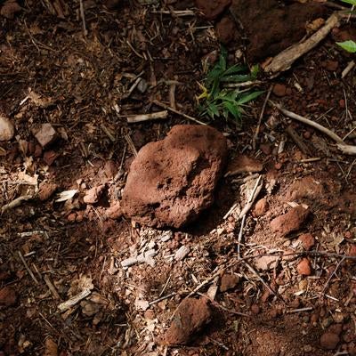 猪苗代登山口からの登山道に転がる石ころの写真