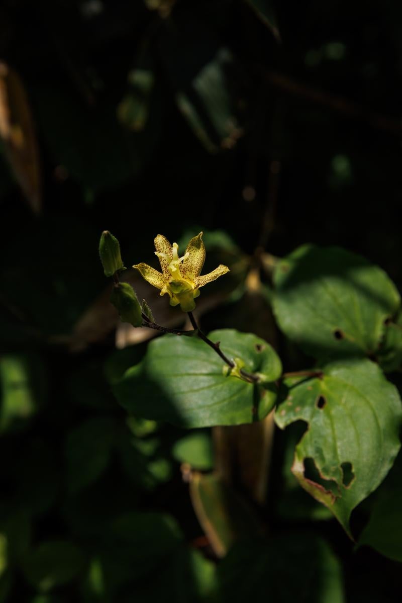 「磐梯山の自然と高山植物の息吹を感じるタマガワホトトギス」の写真