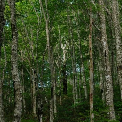 八方台登山口で感じる磐梯山の薄明と木々の間の静けさの写真