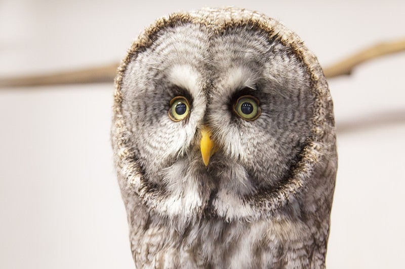 凝視するカラフトフクロウの写真