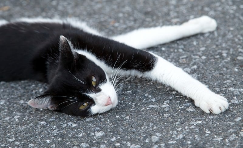 「何見てんだ？」という表情で睨み付ける猫の写真