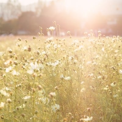 オレンジ色の夕陽と白いコスモスの花の写真