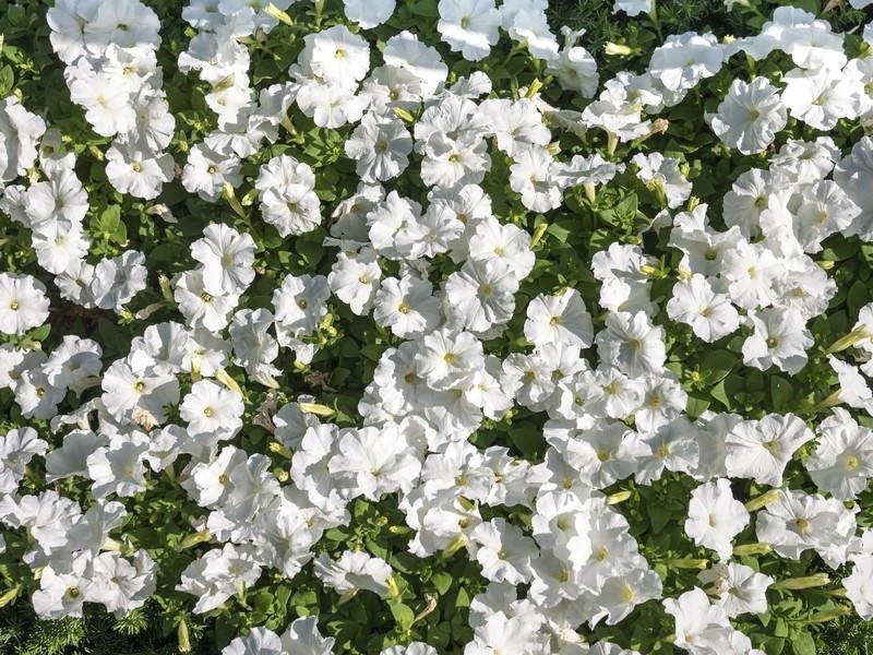 ペチュニアの花壇の写真