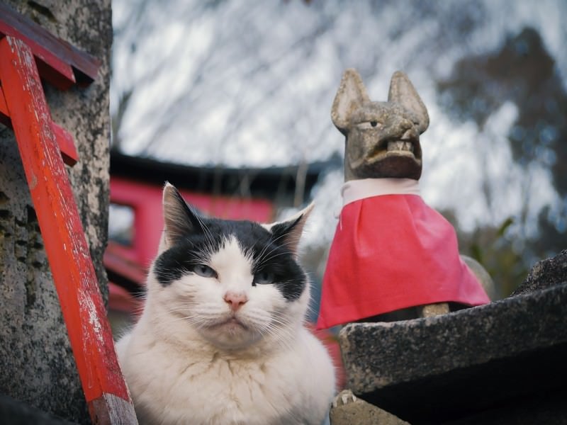 むっとした猫の写真