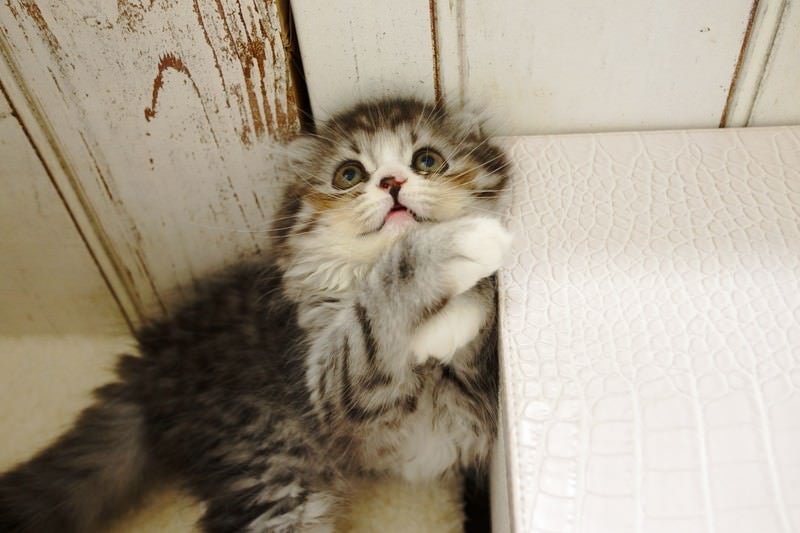 上空の獲物を見つめるオス猫（スコティッシュフォールド）の写真