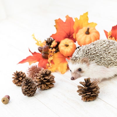 秋の紅葉と小さなハリネズミの写真