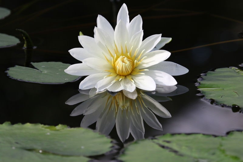 触手のような睡蓮の花弁の写真