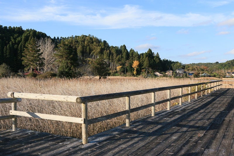 トンボの沼の風景（冬）の写真