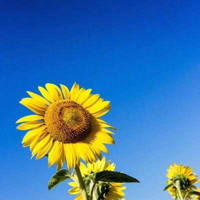 青空とひまわりの写真