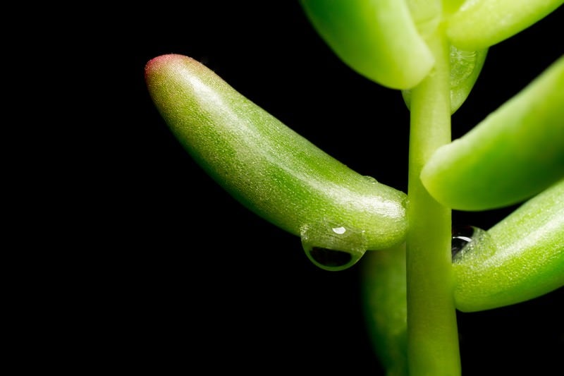 多肉植物と水滴の写真