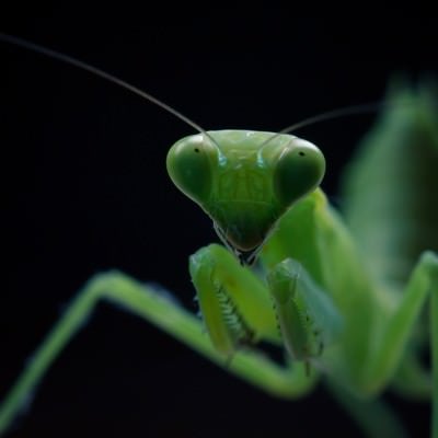 臨戦態勢のカマキリの写真