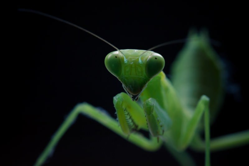 臨戦態勢のカマキリの写真