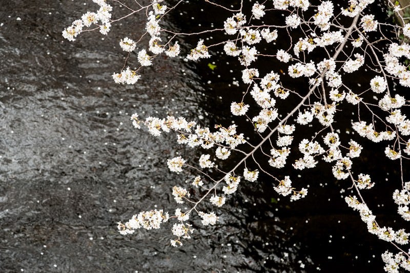 目黒川の桜の写真