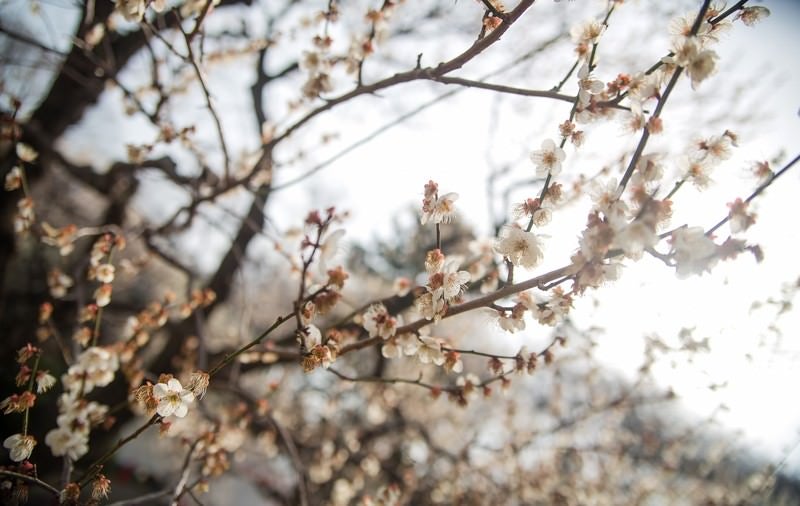 花が散り始めた梅の木の写真