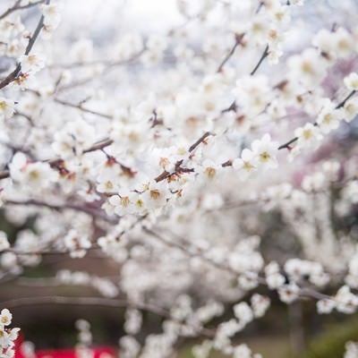 観梅会の赤い席と梅の花の写真