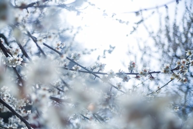 冷たい日差しと梅の花の写真