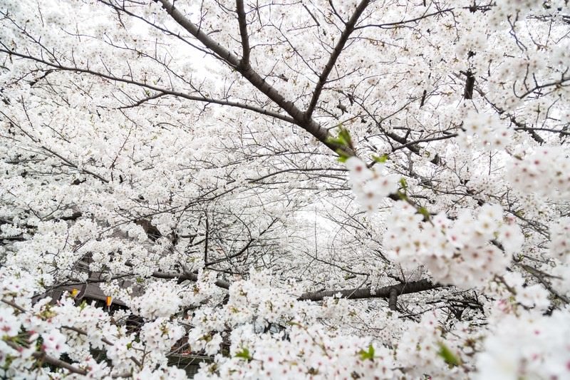 満開の桜の写真