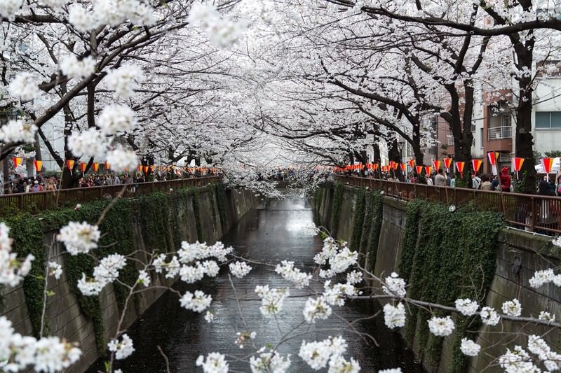 両端が満開に咲く桜の写真