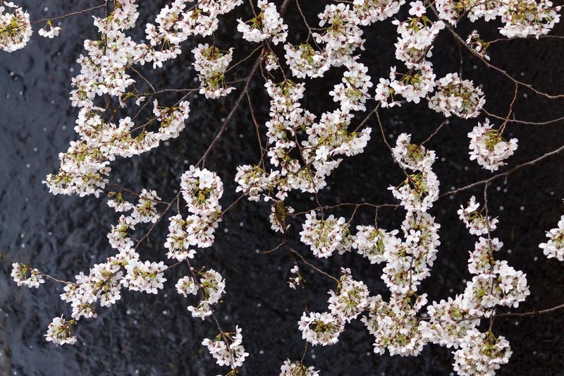 満開の桜と川に散る花びらの写真