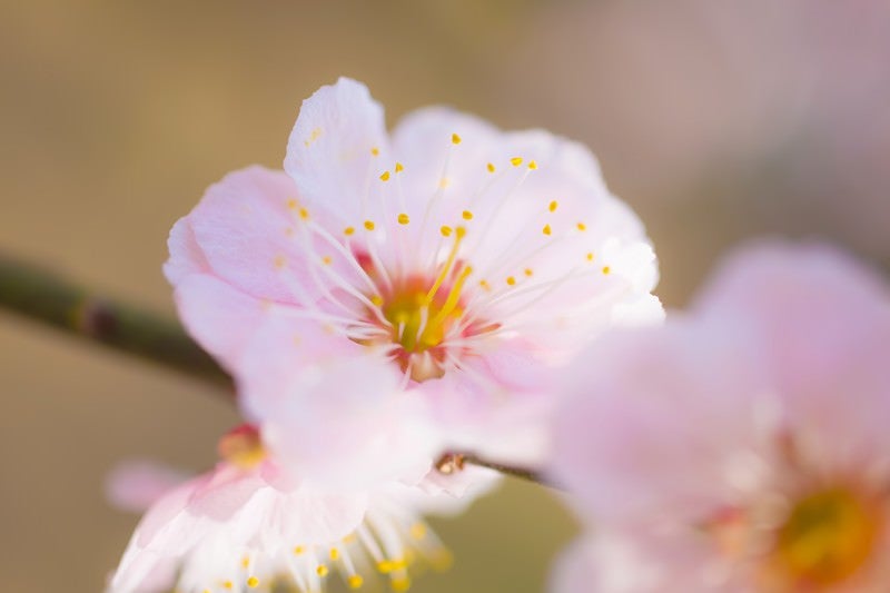 梅の花の写真