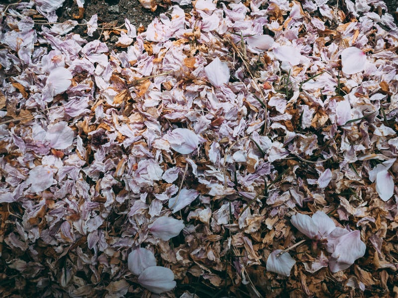 朽ちゆく落花の写真