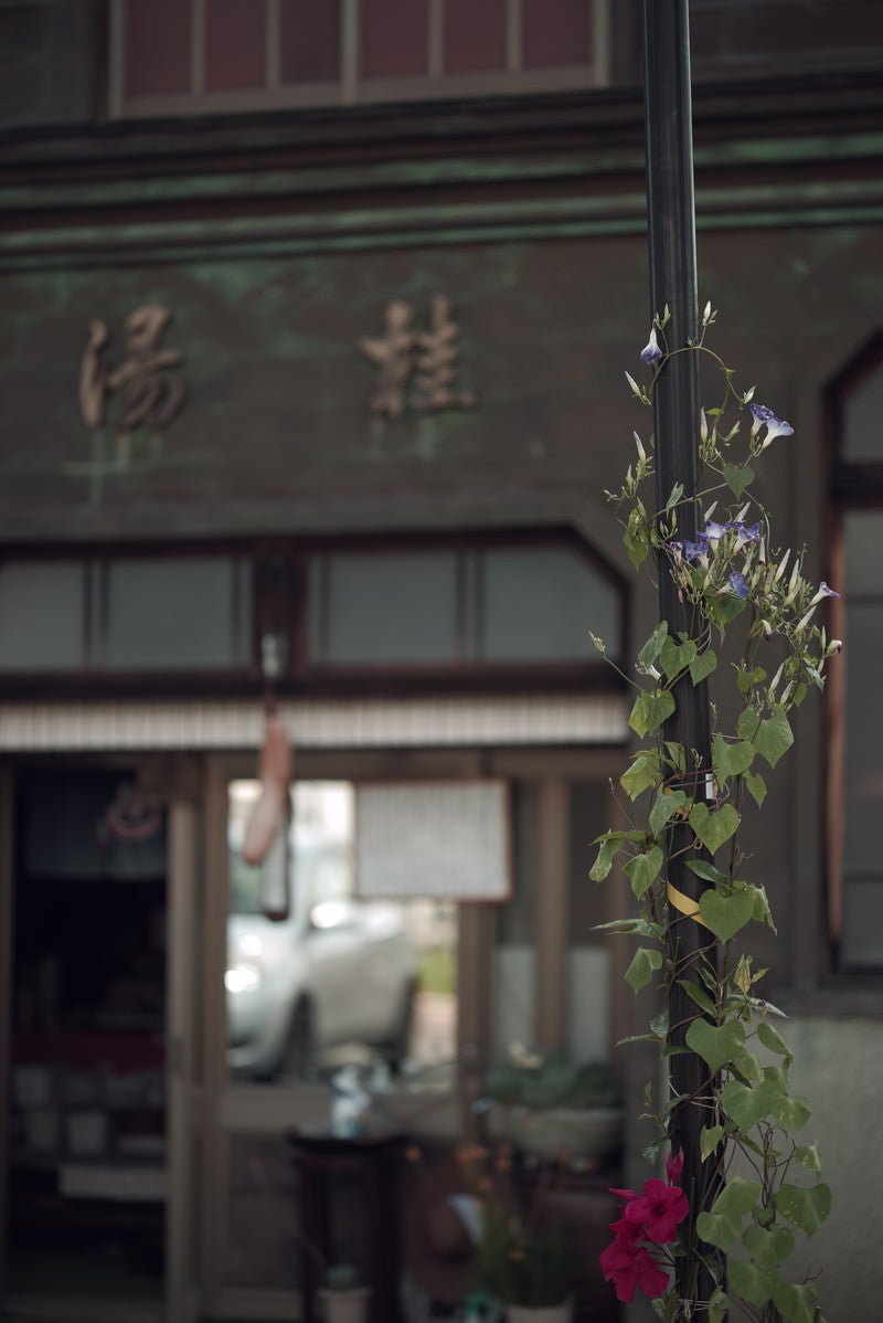 南砺市の店先に咲く朝顔（富山県南砺市）の写真