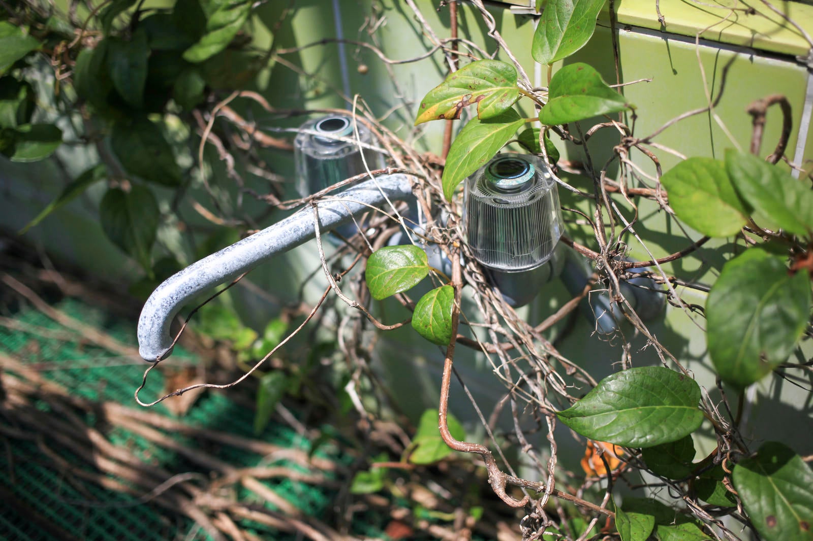 「植物が生い茂る中の水道」の写真